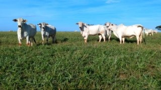 Com apoio do Estado, sistema que integra lavoura e pecuária traz benefícios aos produtores Com apoio do Estado, sistema que integra lavoura e pecuária traz benefícios aos produtores