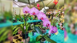 Expo&Flor segue nesta semana em Ponta Grossa Expo&Flor segue nesta semana em Ponta Grossa