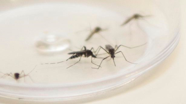 Paraná registra mais nove óbitos por dengue e Saúde alerta para cuidados e combate à doença