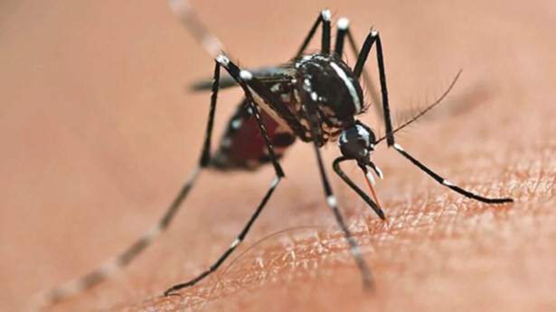 Saúde confirma mais 391 casos de dengue no Paraná
