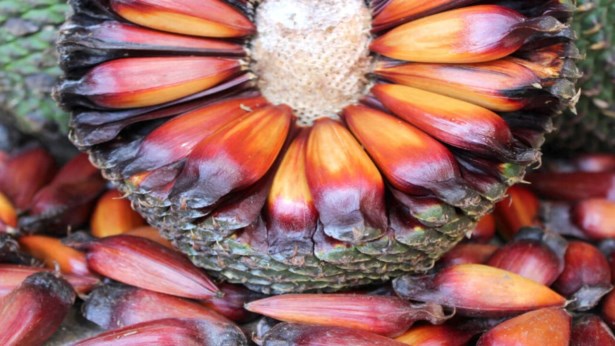 Colheita e comercialização de pinhão são adiados no Paraná